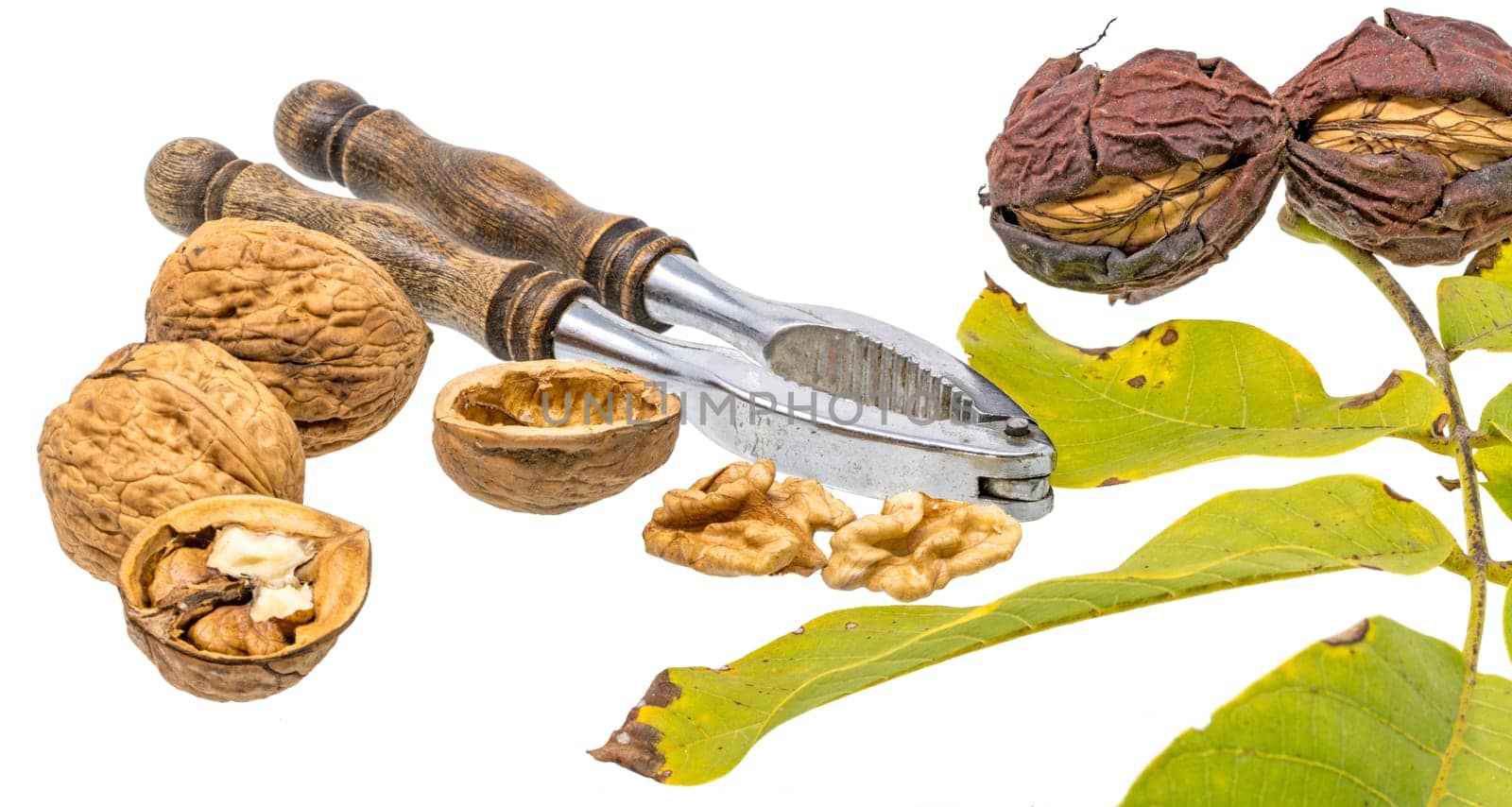Walnuts and nutcracker with fresh walnuts on the branch and green leaves, isolated on white