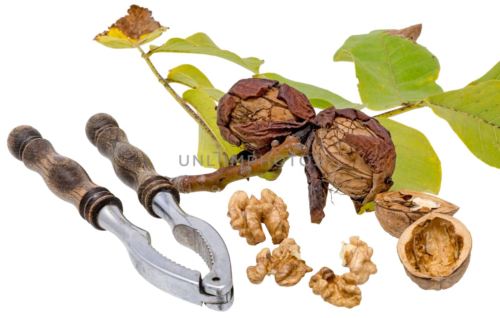 Walnuts and nutcracker with fresh walnuts on the branch and green leaves, isolated on white