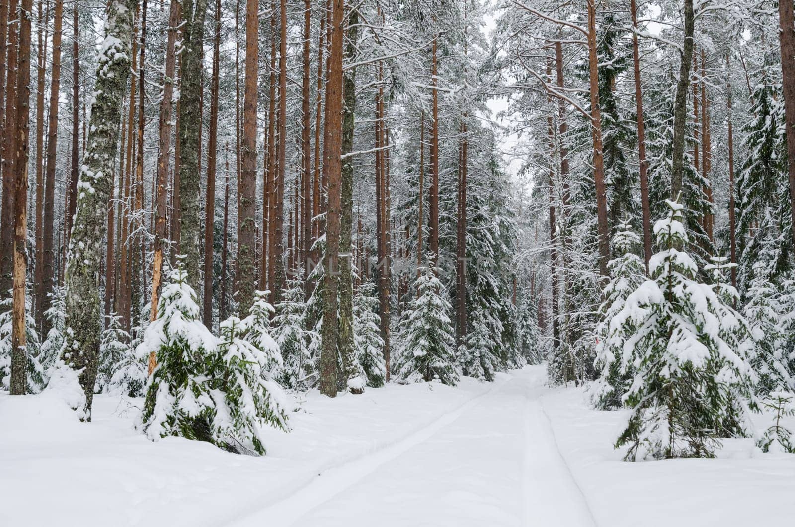 Road through snowy forest
