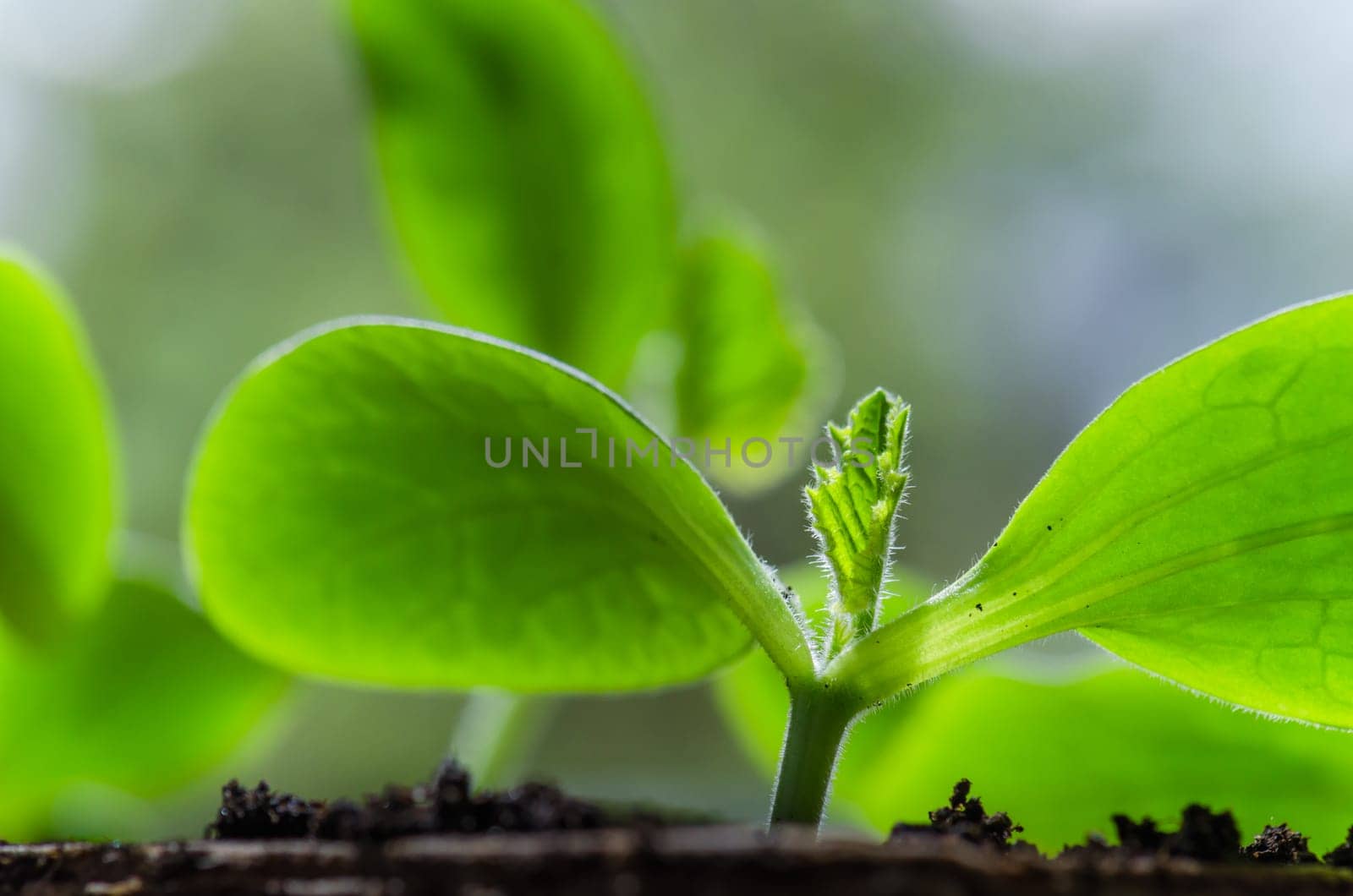 Young sprouts vegetable marrow in the spring time, close-up