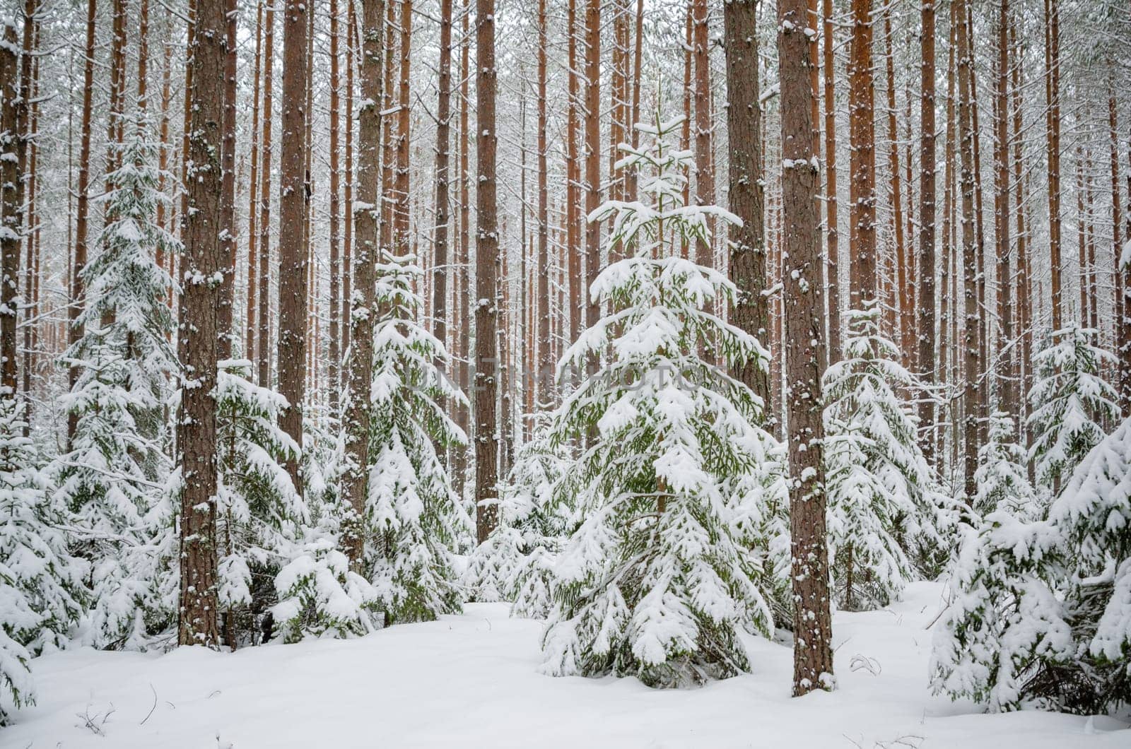Firs and pines in the forest after snowfall