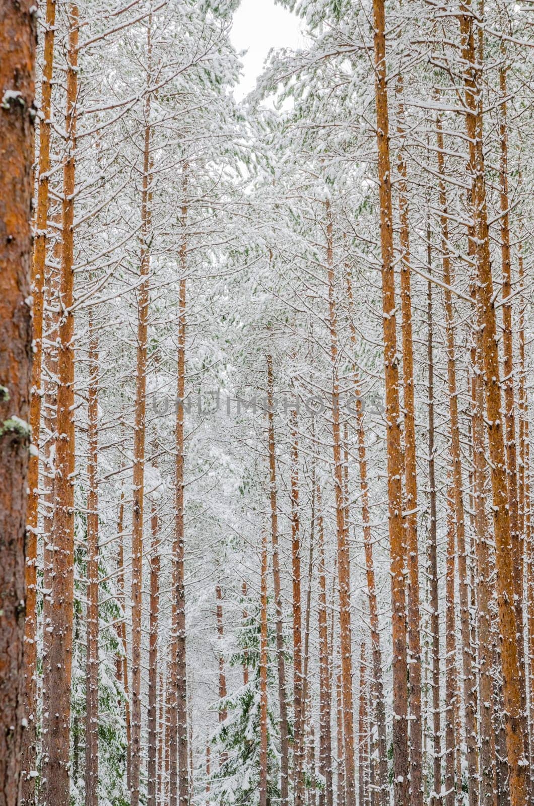 Trunks of pine trees in the forest after snowfall, close-up