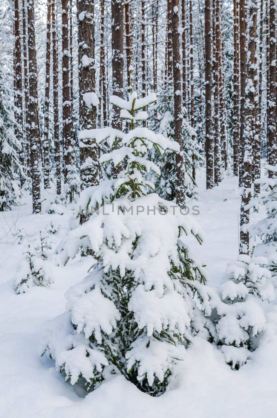 Firs and pines in the forest after snowfall