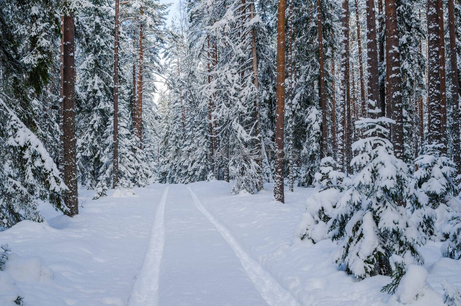 The road through the beautiful coniferous snowy forest