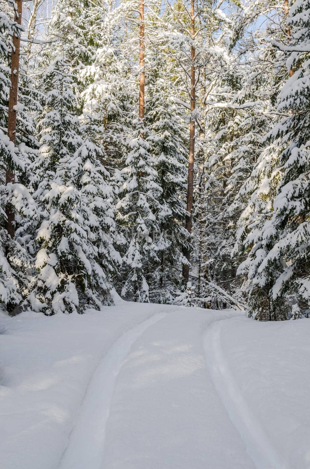 The road through the beautiful coniferous snowy forest