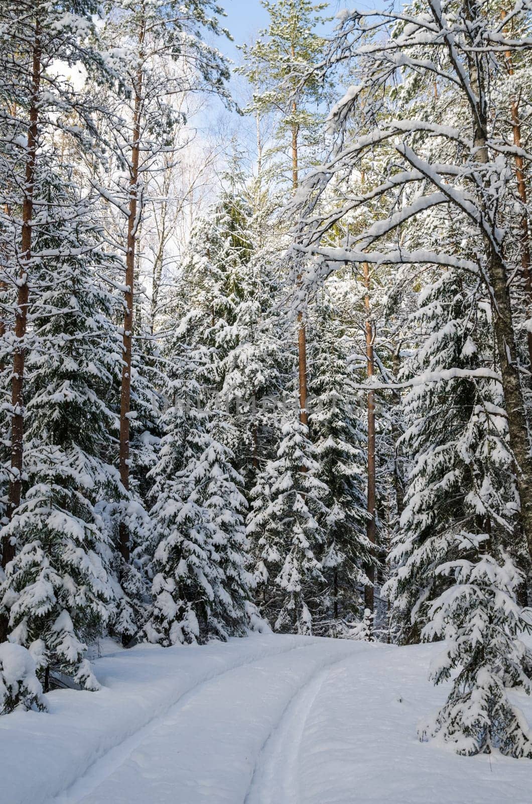 The road through the beautiful coniferous snowy forest