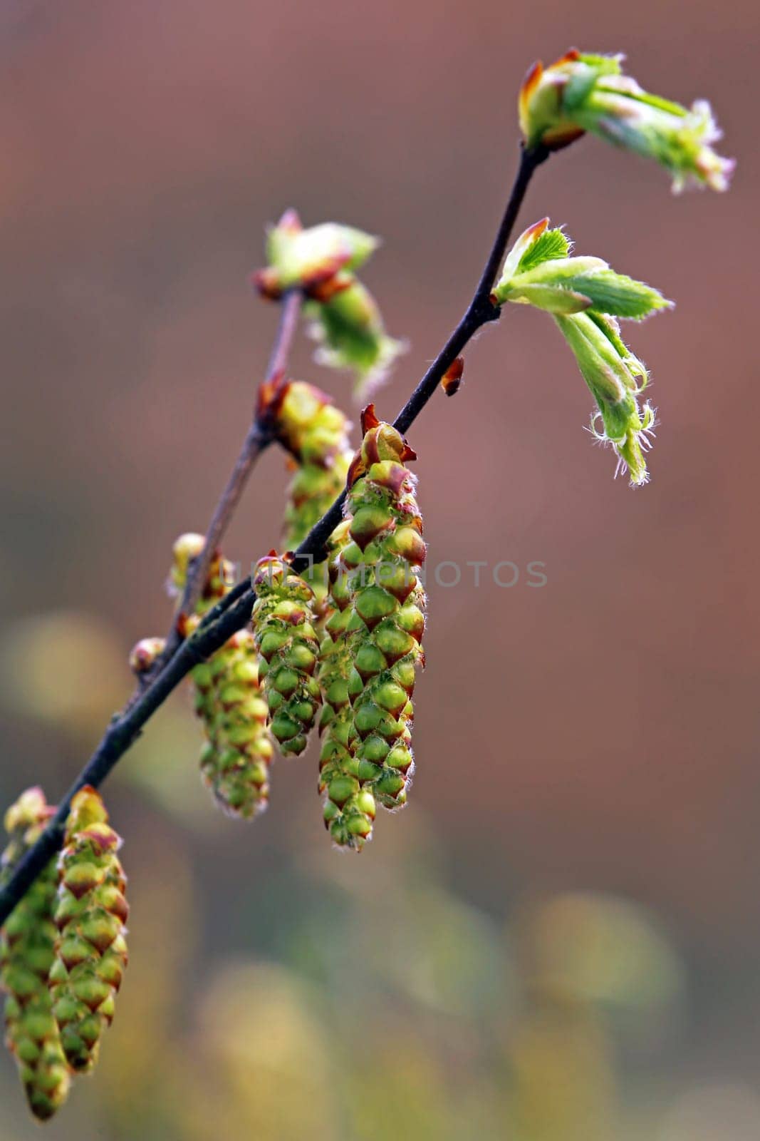 The flower kittens of a hornbeam Carpinus betulus