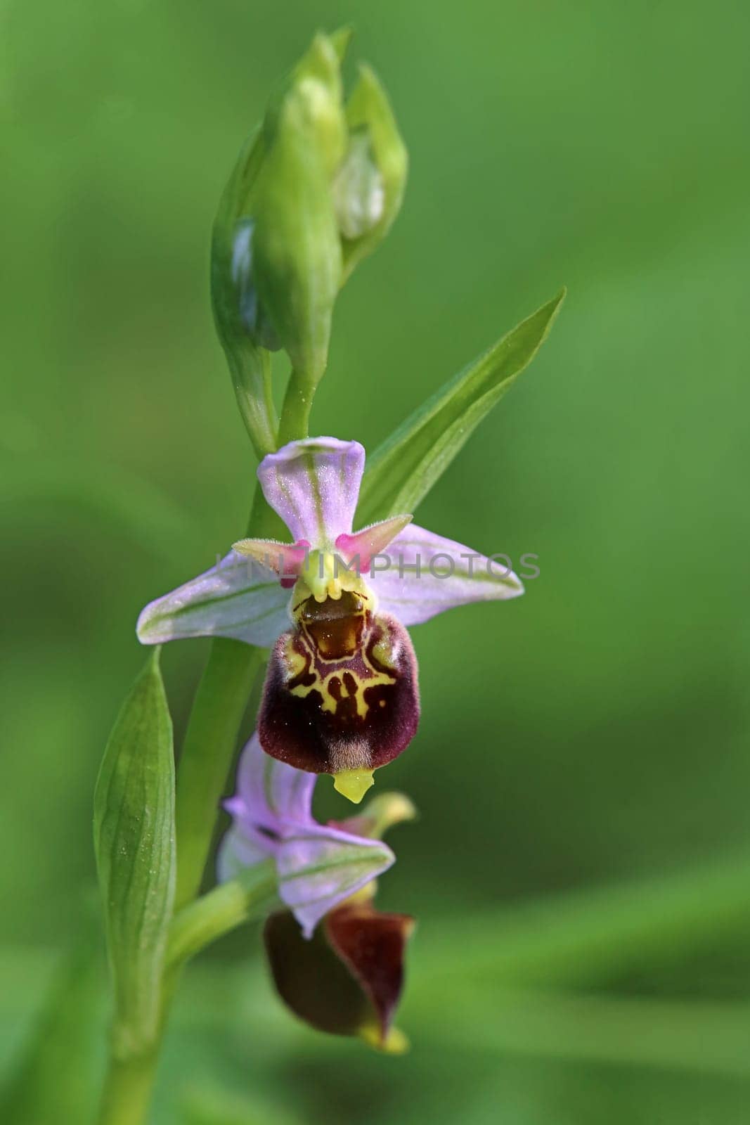 Bumblebee orchid Ophrys holoserica from the Liliental near Ihringen