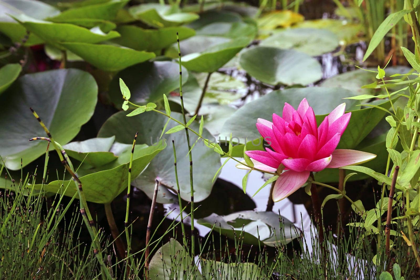 A pink water lily blooms at a garden pond