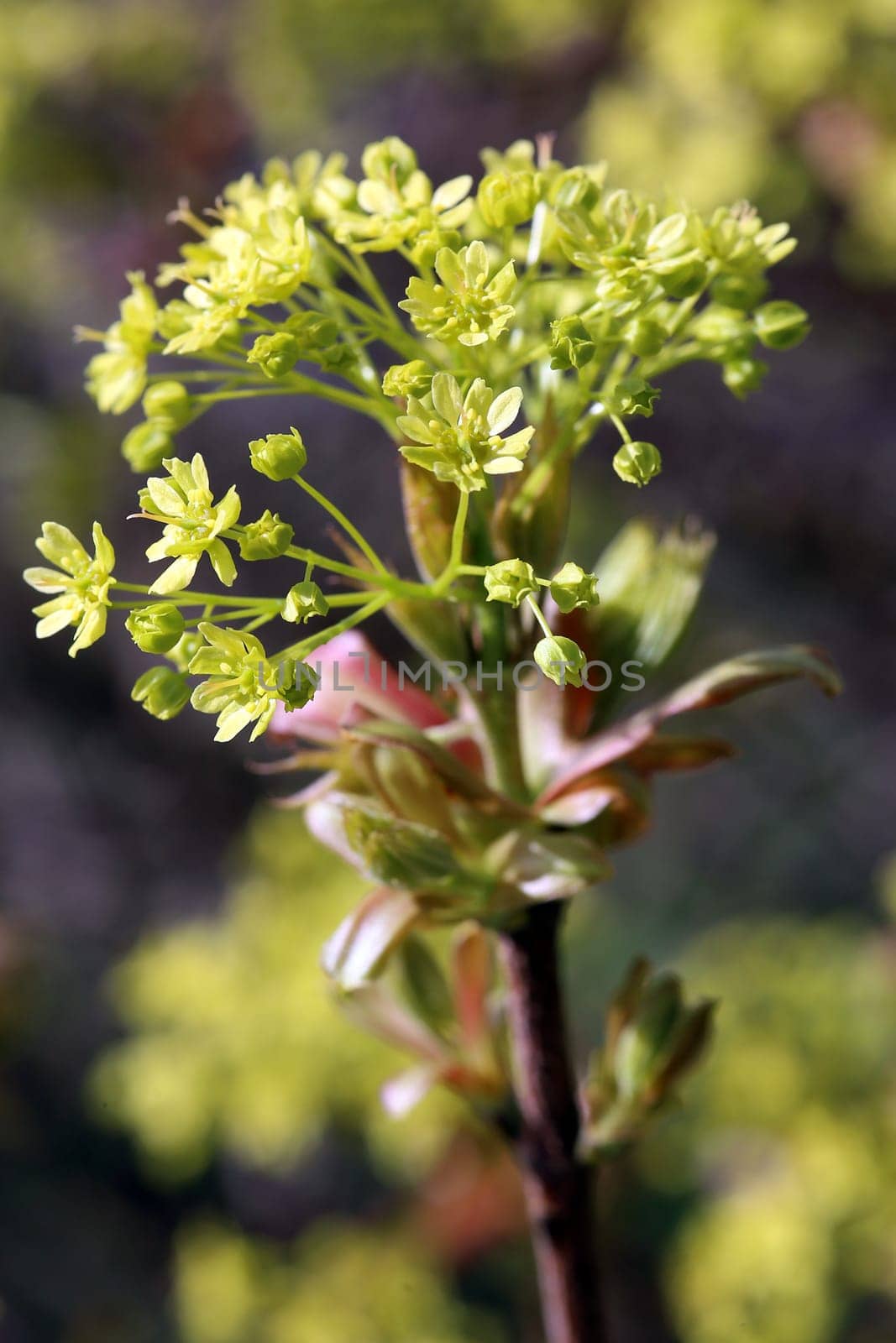 Young leaves and inflorescence in Norway maple Acer platanoides