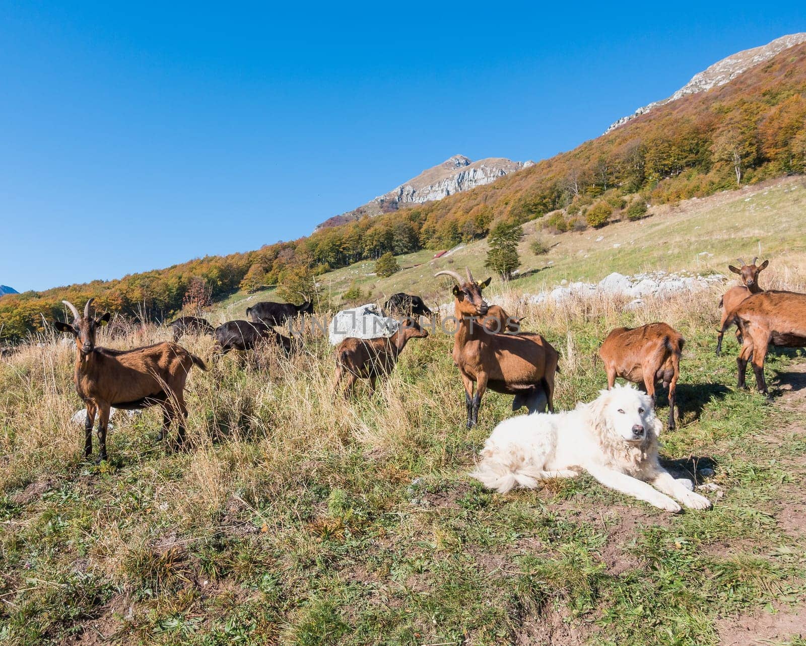Herd of goats with shepherd dog in the meadow