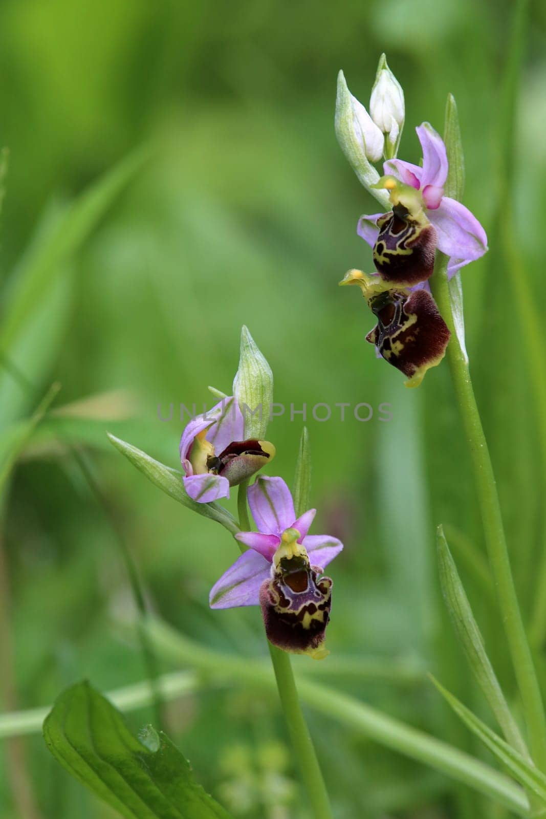 Specimens Bumblebee orchid Ophrys holoserica from the Liliental in the Kaiserstuhl