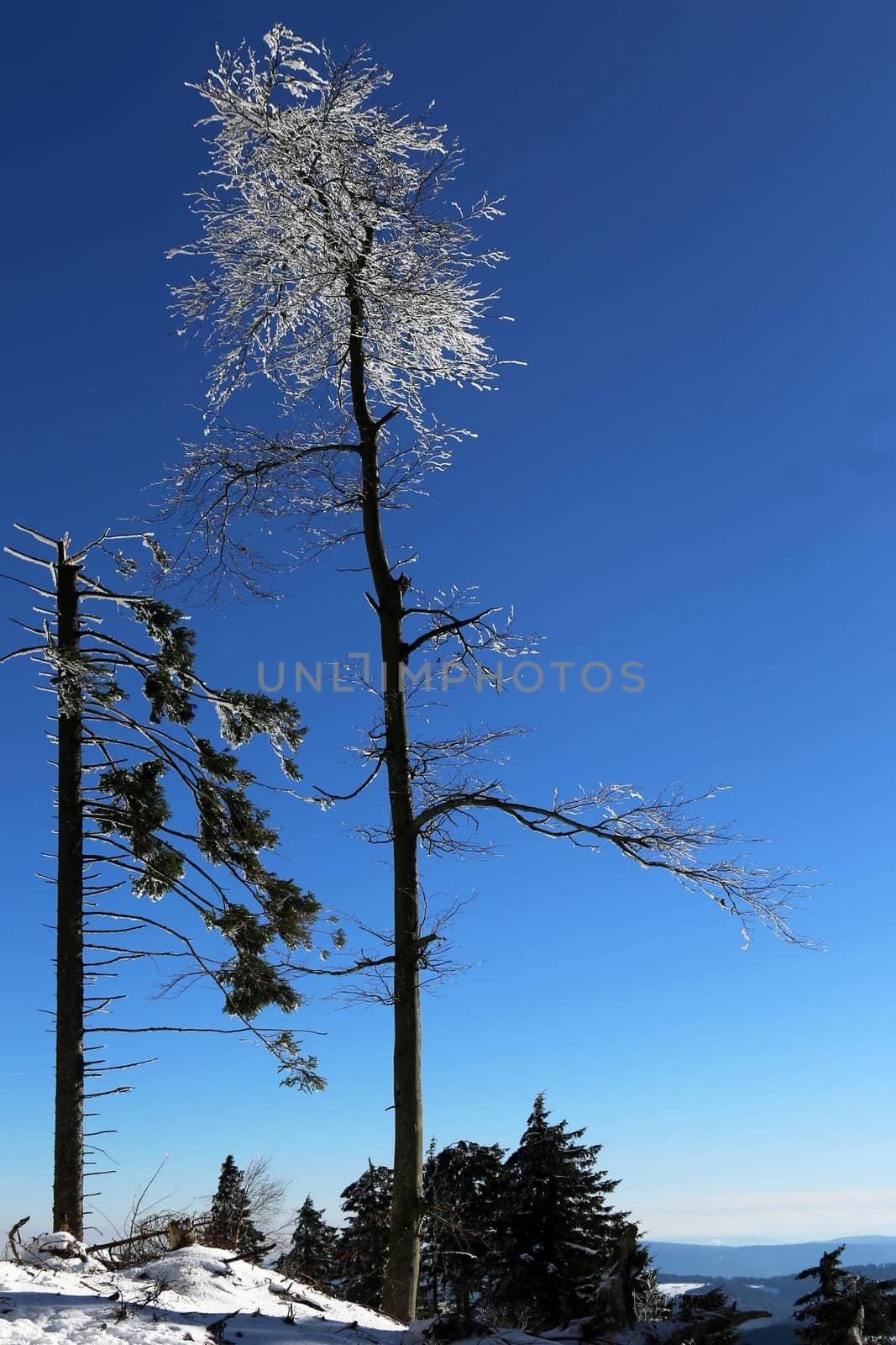 Winter spruce trees at Lake Mummelsee