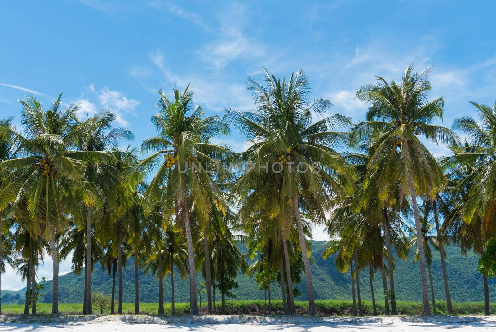 Coconut tree and blue sky and mountain or hill on Sam Phraya Beach Prachuap Khiri Khan Thailand. Landscape or scenery in natural for summer .concept