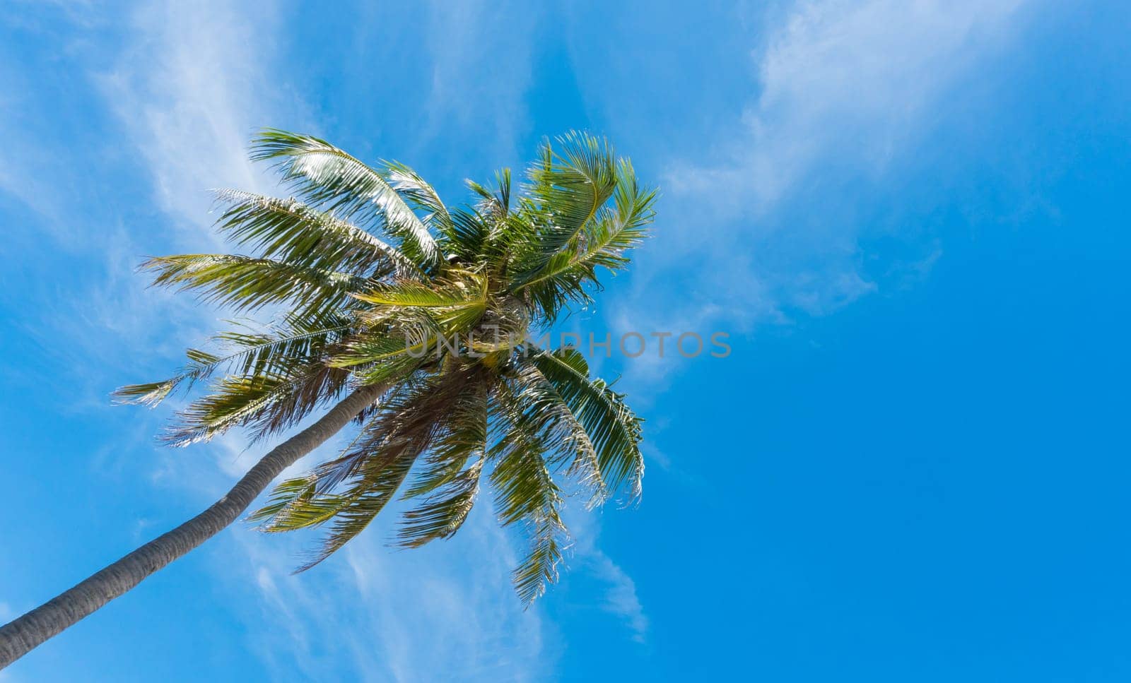 Coconut tree on blue sky and cloud background. Coconut tree bottom left of frame. Landscape or scenery in natural for summer season concept