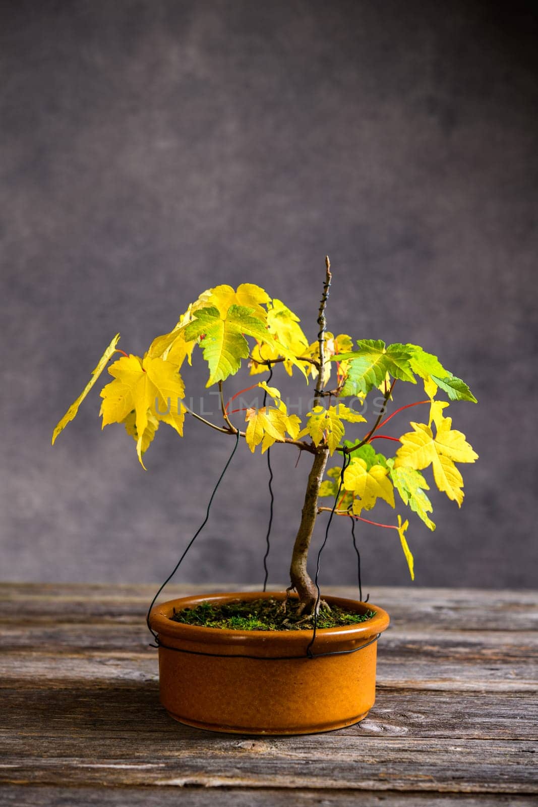 maple  bonsai with fall leaves in brown bowl on wooden board in front of gray background