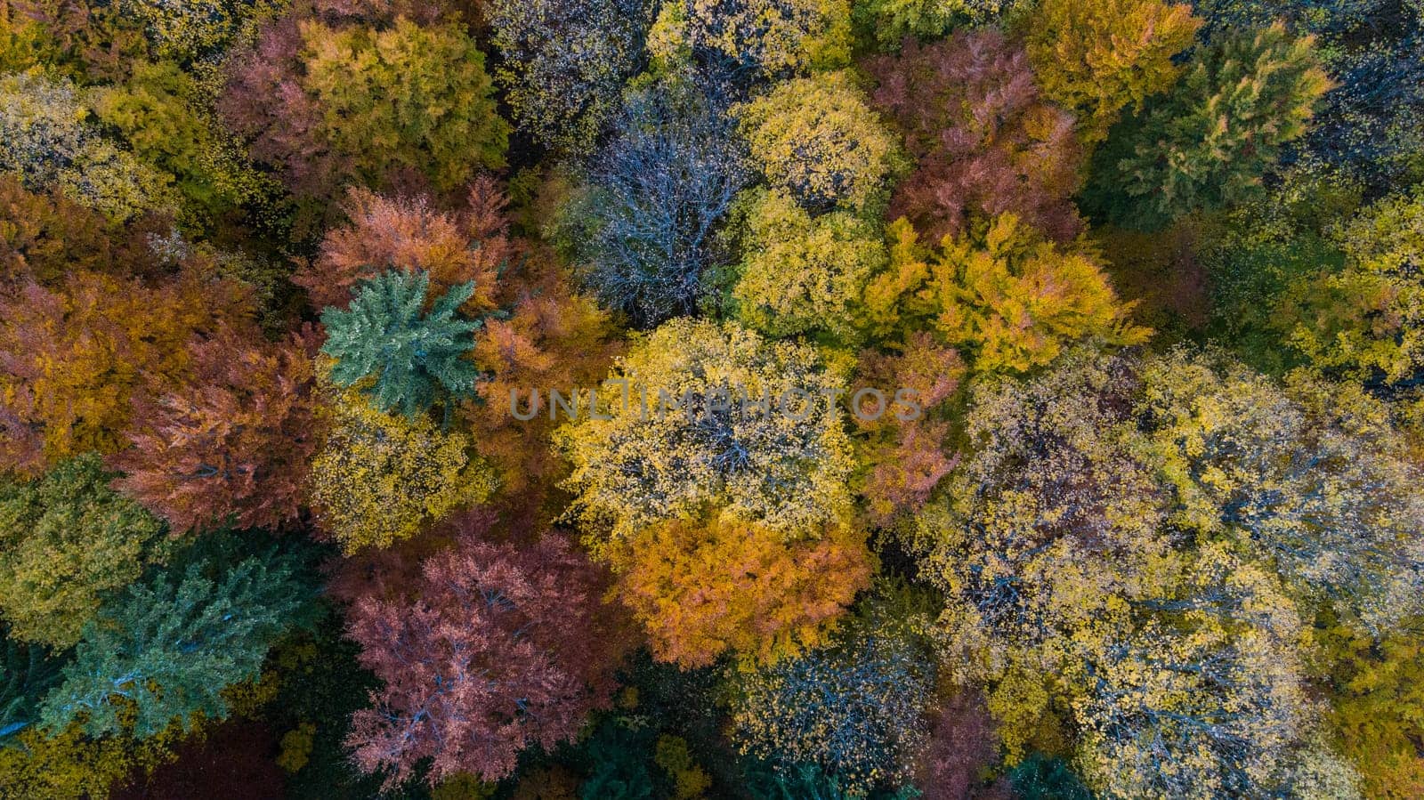 autumn forest in the Ciucas Mountains, Romania