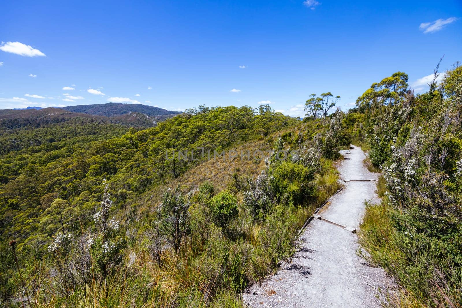 Donaghys Hill walk in Franklin-Gordon Wild Rivers National Park on a hot summer's day in Tasmania, Australia