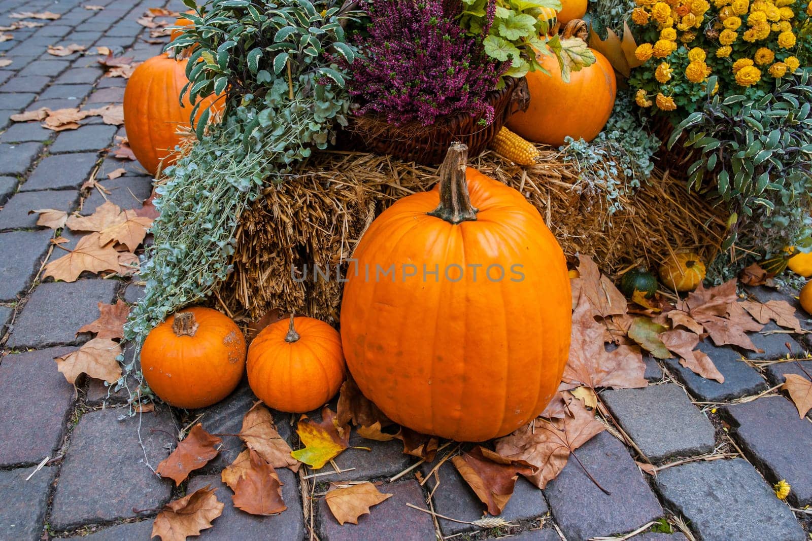 Pumpkins at a autumn ornament