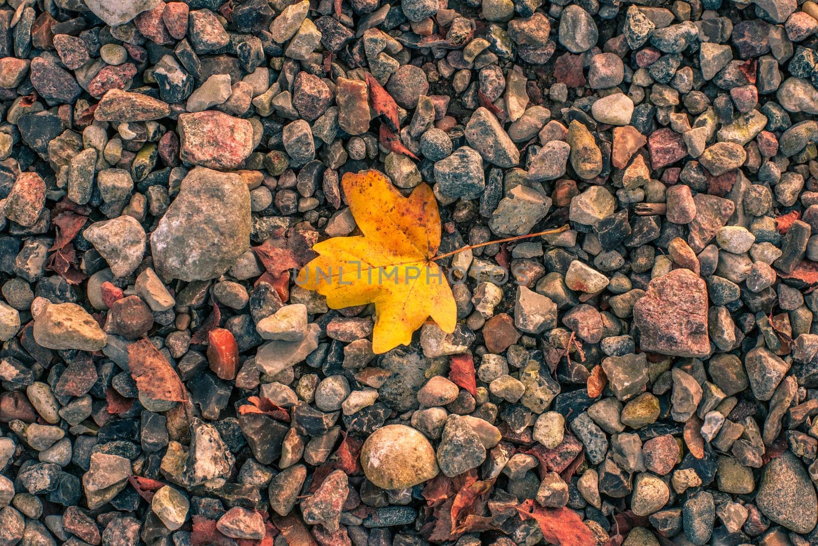 Autumn maple leaf on small pebbles