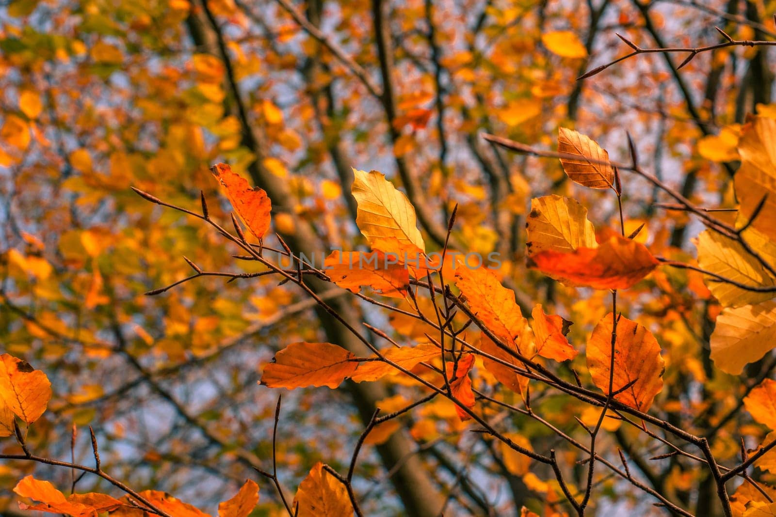 Autumn maple leaves in warm red and yellow colors