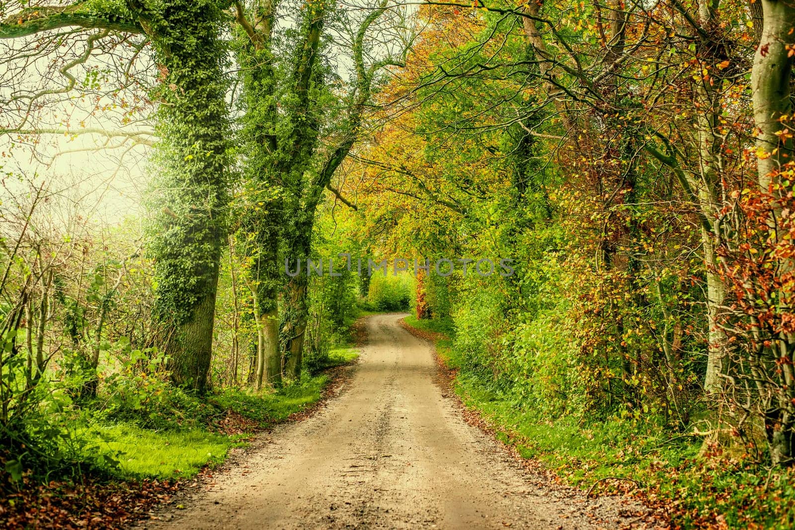 Nature path surrounded by trees and bush