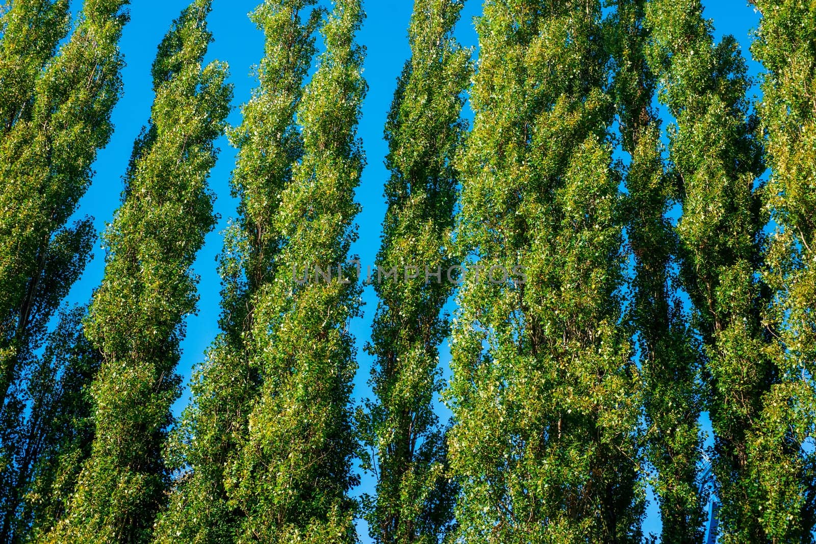 Tall green trees isolated on blue