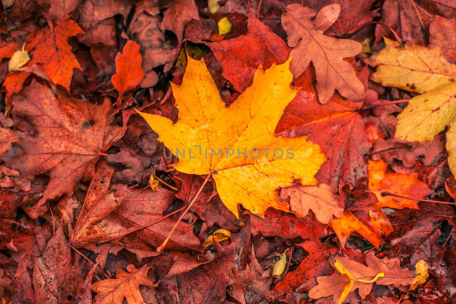 Autumn maple leaves in warm red and yellow colors