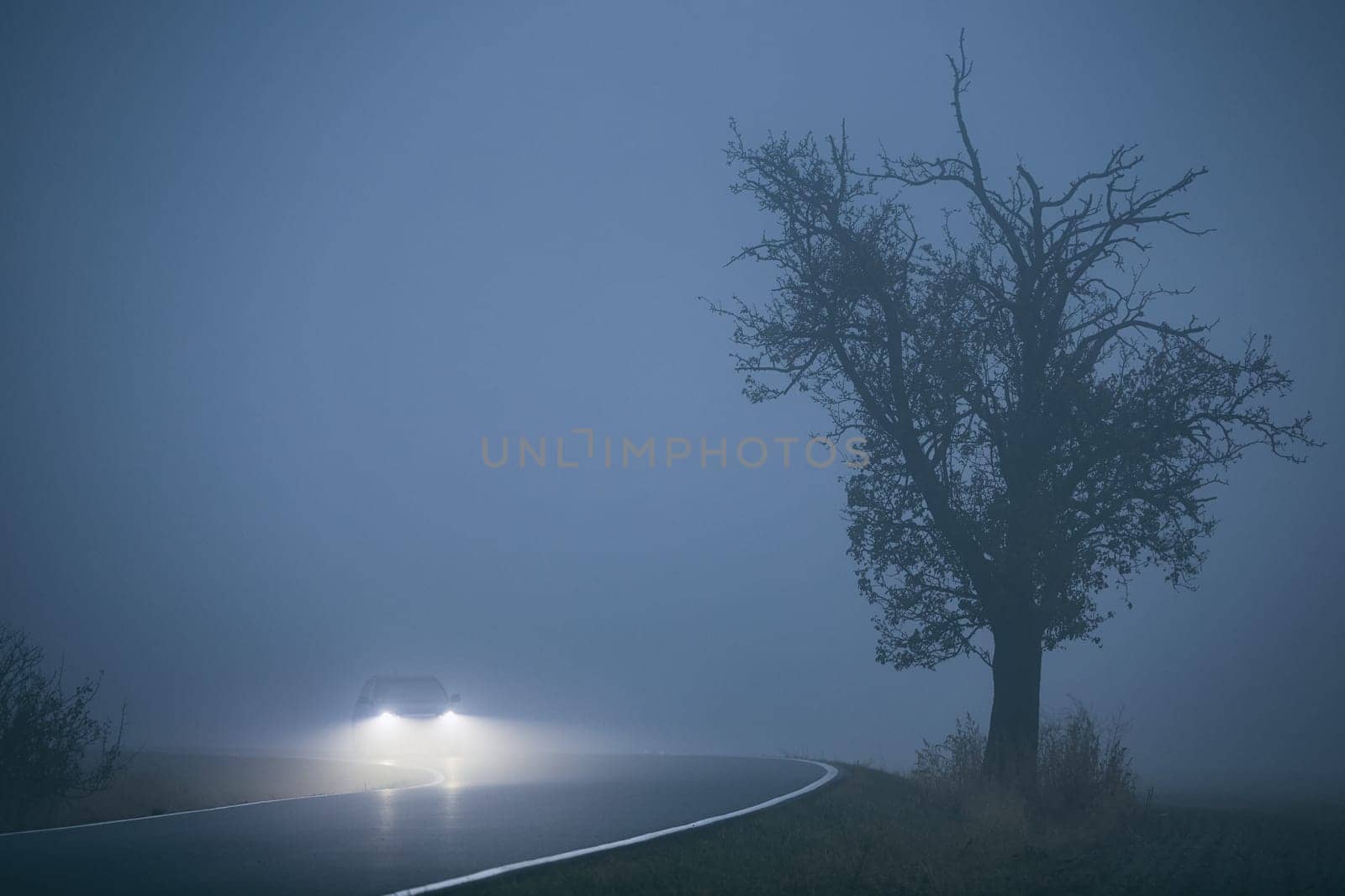 Car approaching in thick fog. Gloomy weather on the road. - selective focus on the tree