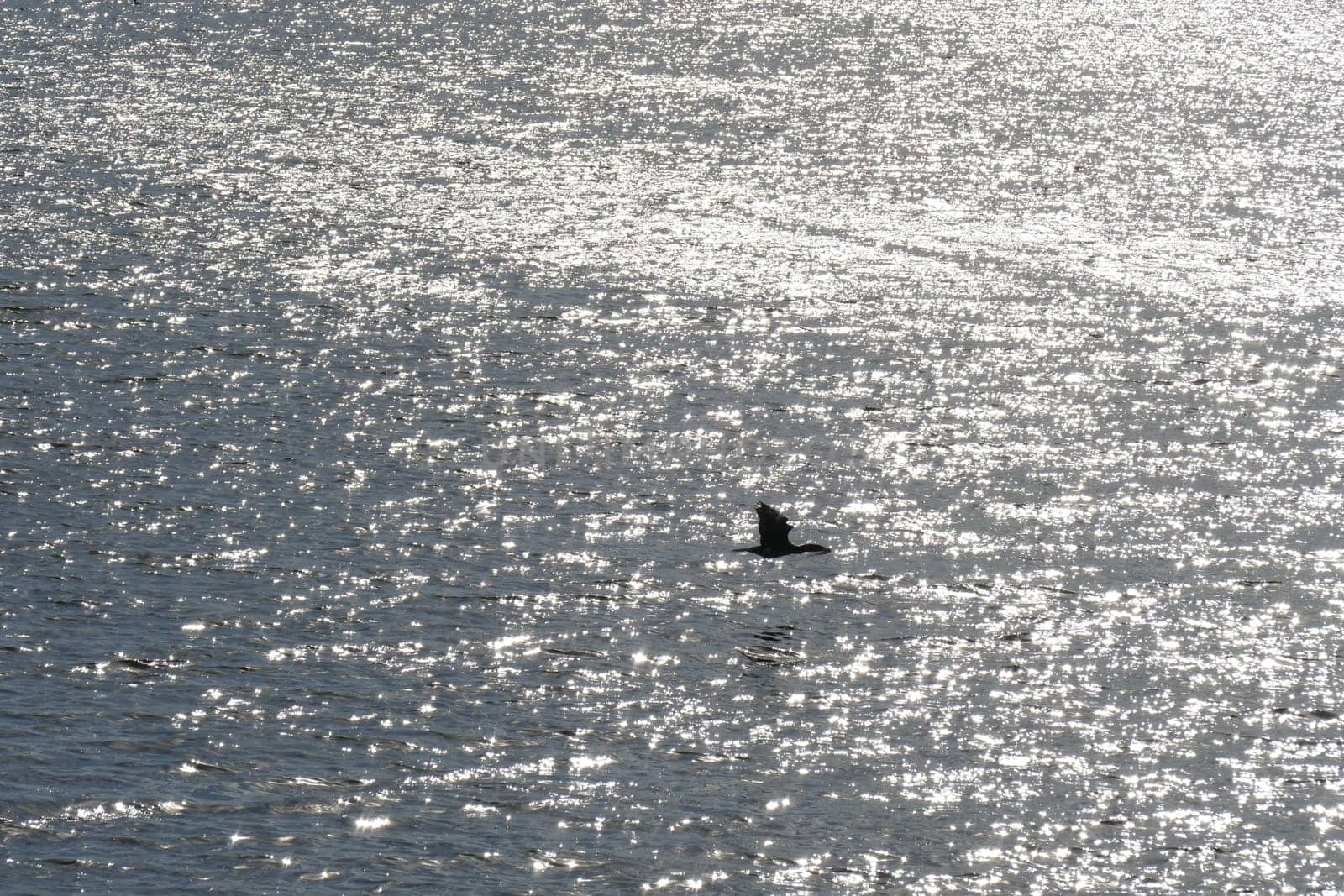 Goose flies over a large body of water