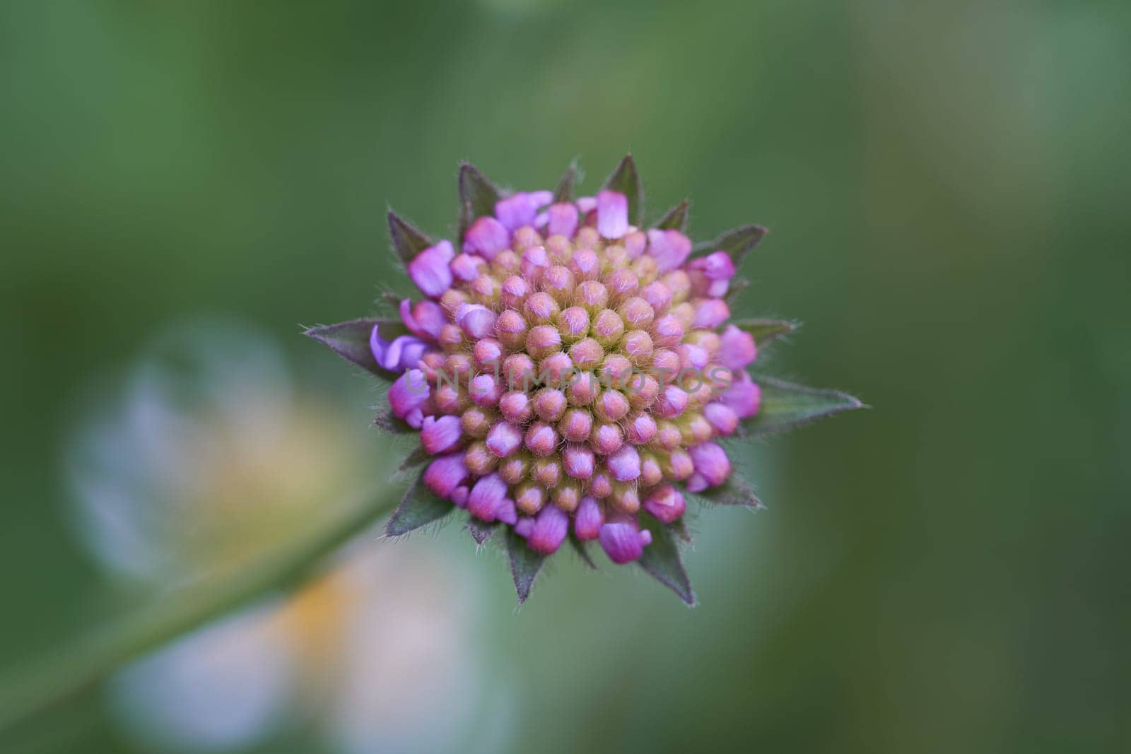 Field Scabious - Knautia arvensis - blossom in a macro shot