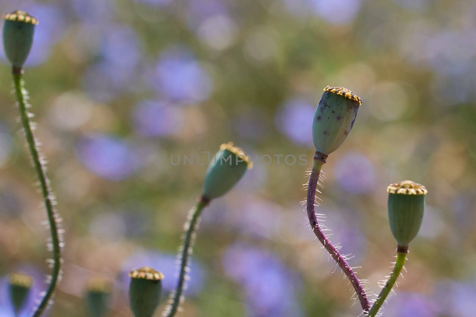 Fruit capsule from poppy in a closeup - high size