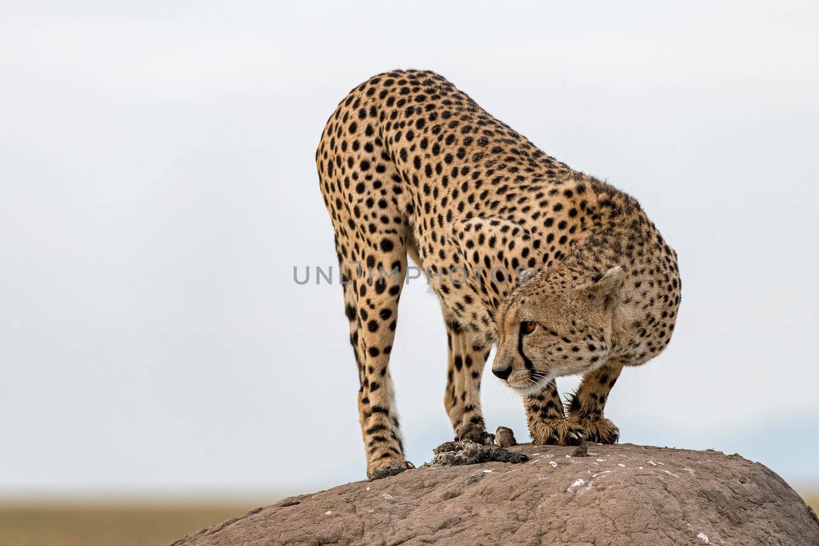 Cheetah (Acinonyx jubatus) on hill,Masai Mara,Kenya,East Africa