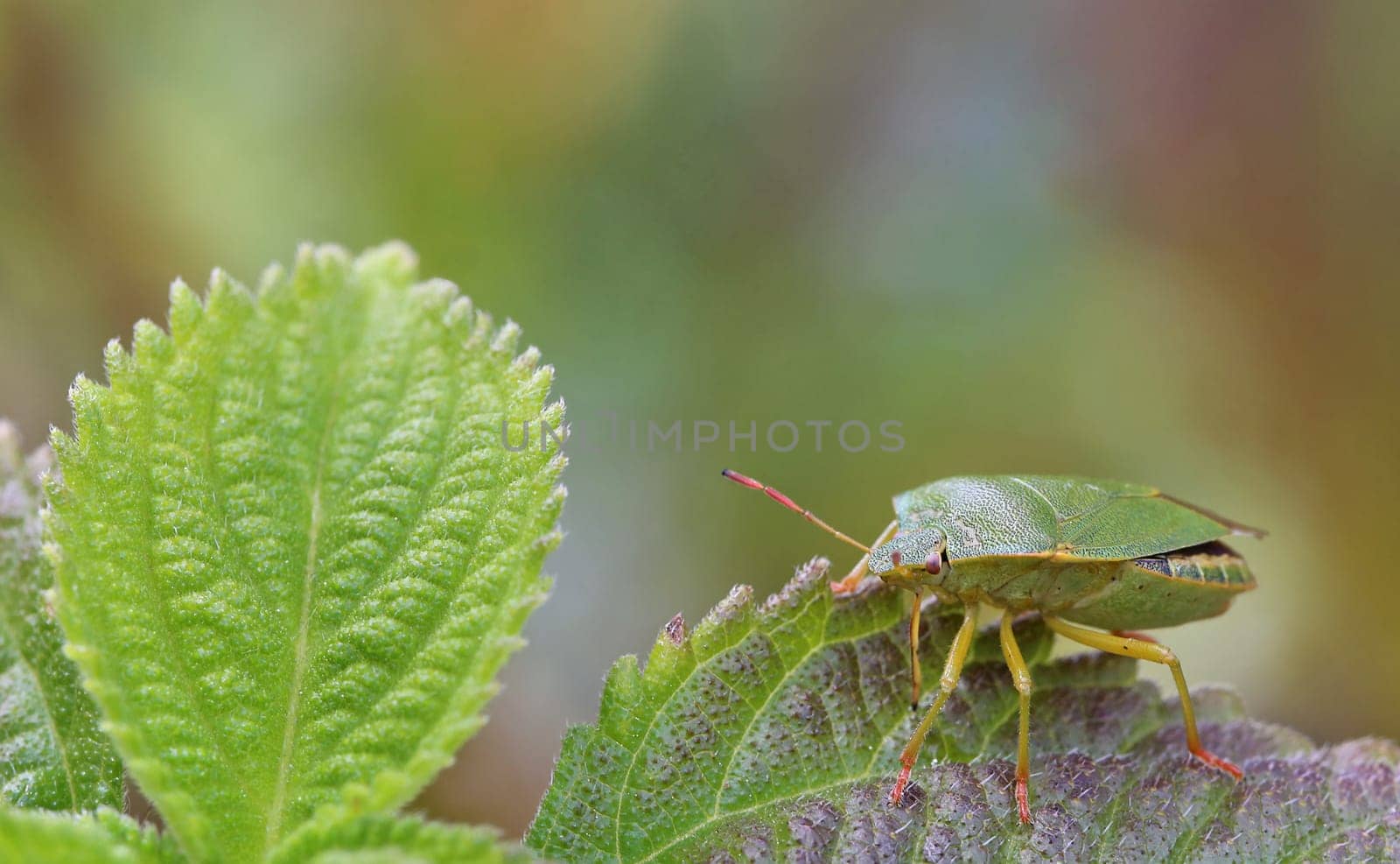 Macro image of a green stink bug Palomena prasina