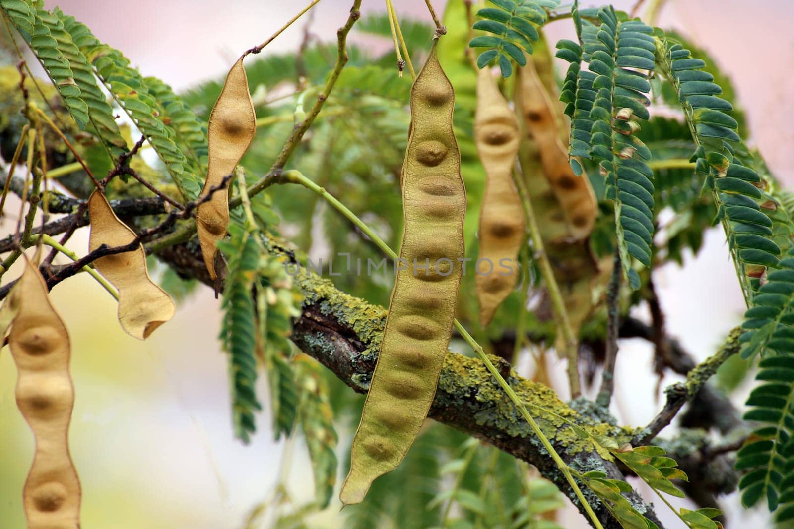 Legume in the sleeping tree also silk tree or silk acacia Albizia julibrissin