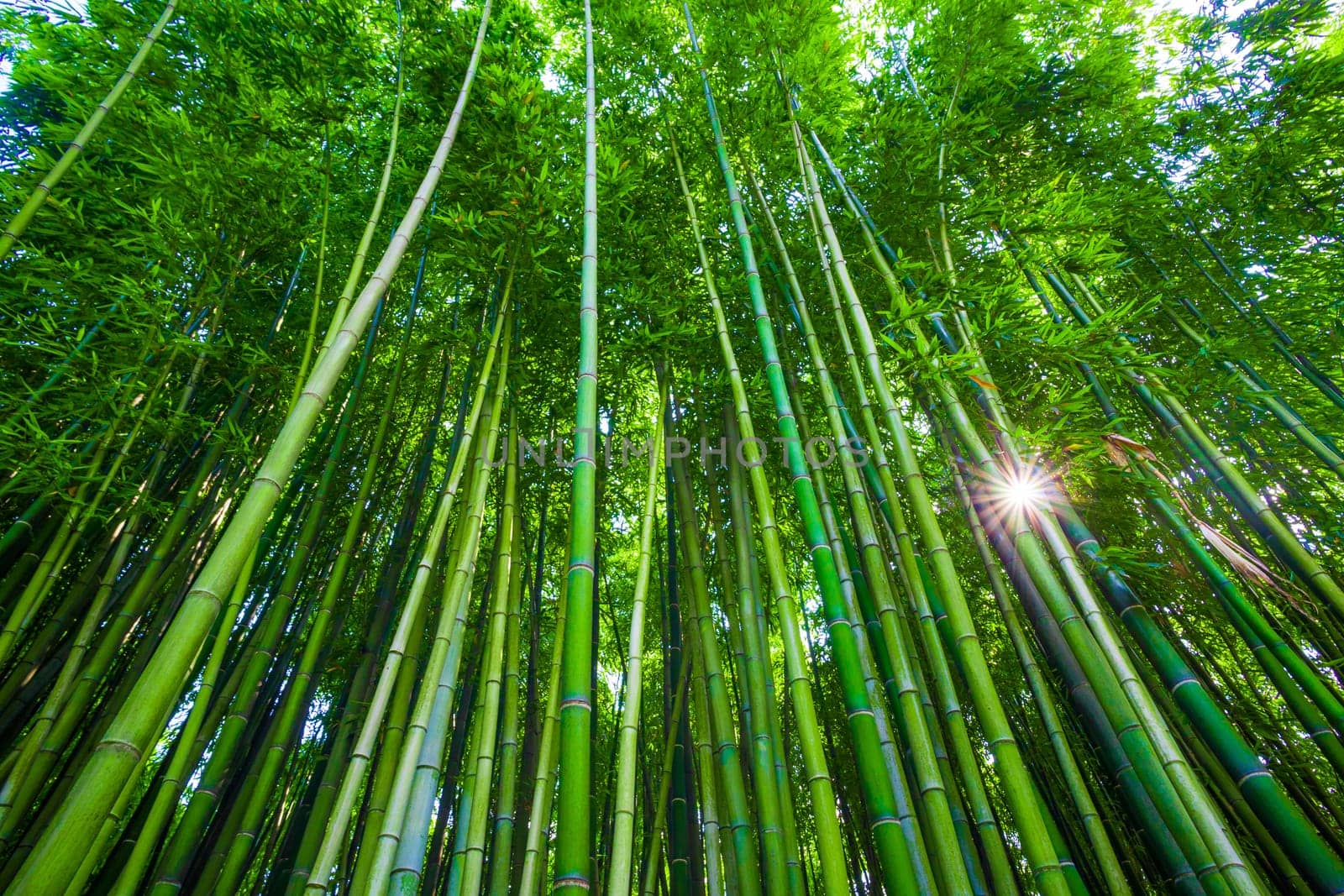 Bamboo forest from below, Anduze, France