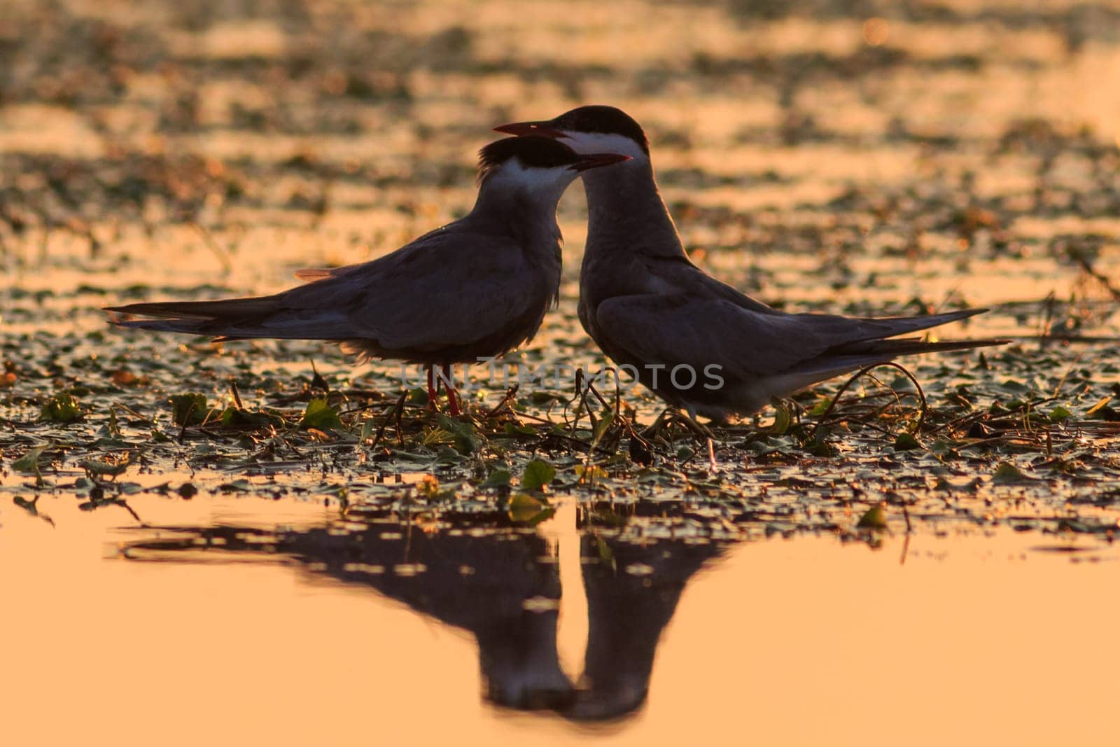 common terns (sterna hirundo hirundo) in Danube Delta, Romania