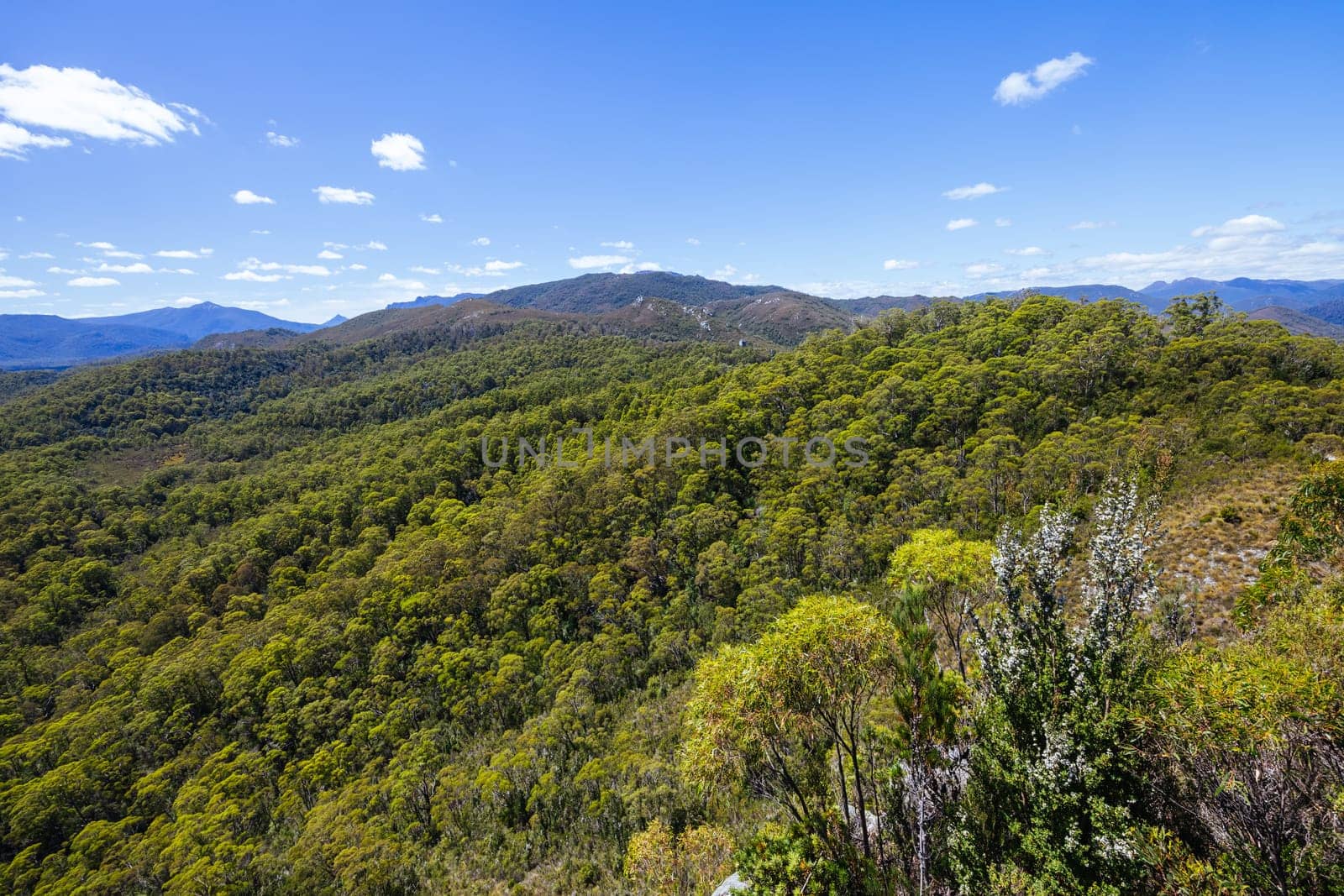 Donaghys Hill walk in Franklin-Gordon Wild Rivers National Park on a hot summer's day in Tasmania, Australia