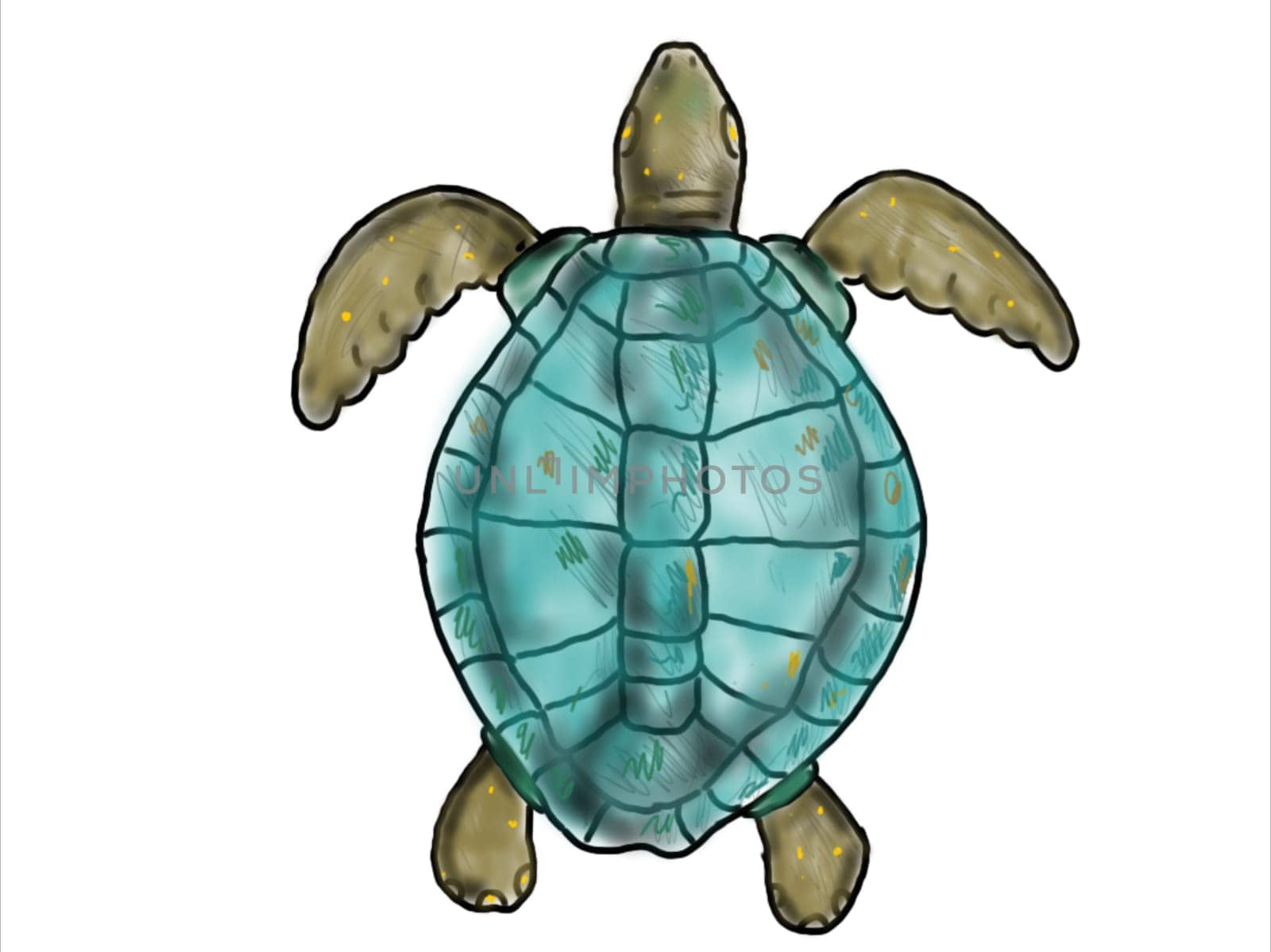 2d Animation motion graphics showing a drawing of a ridley sea turtle swimming viewed from top  on white screen in HD 720p high definition.