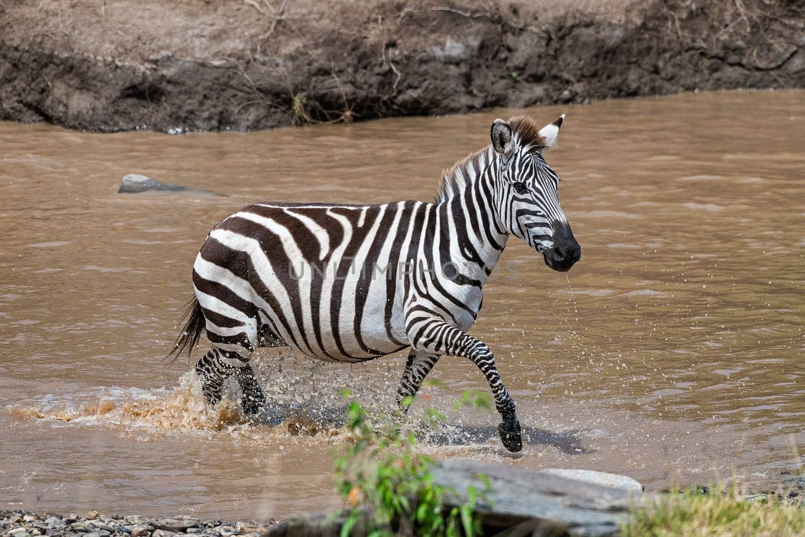 Plains zebra (Equus quagga) or horse zebra crossing the river,Masai Mara,Narok County,Kenya,East Africa