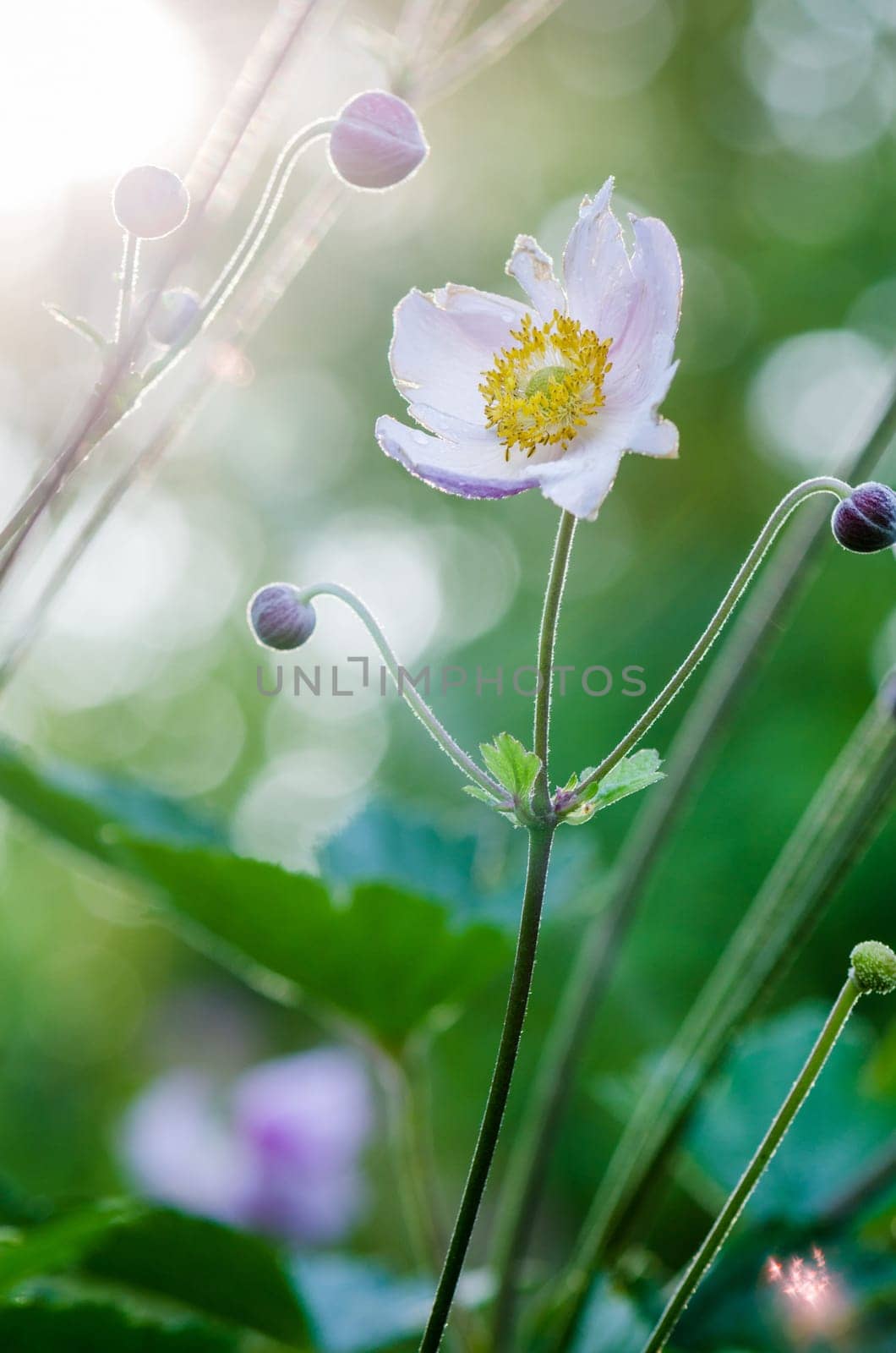 Pale pink flower Japanese anemone, close-up. Note: Shallow depth of field
