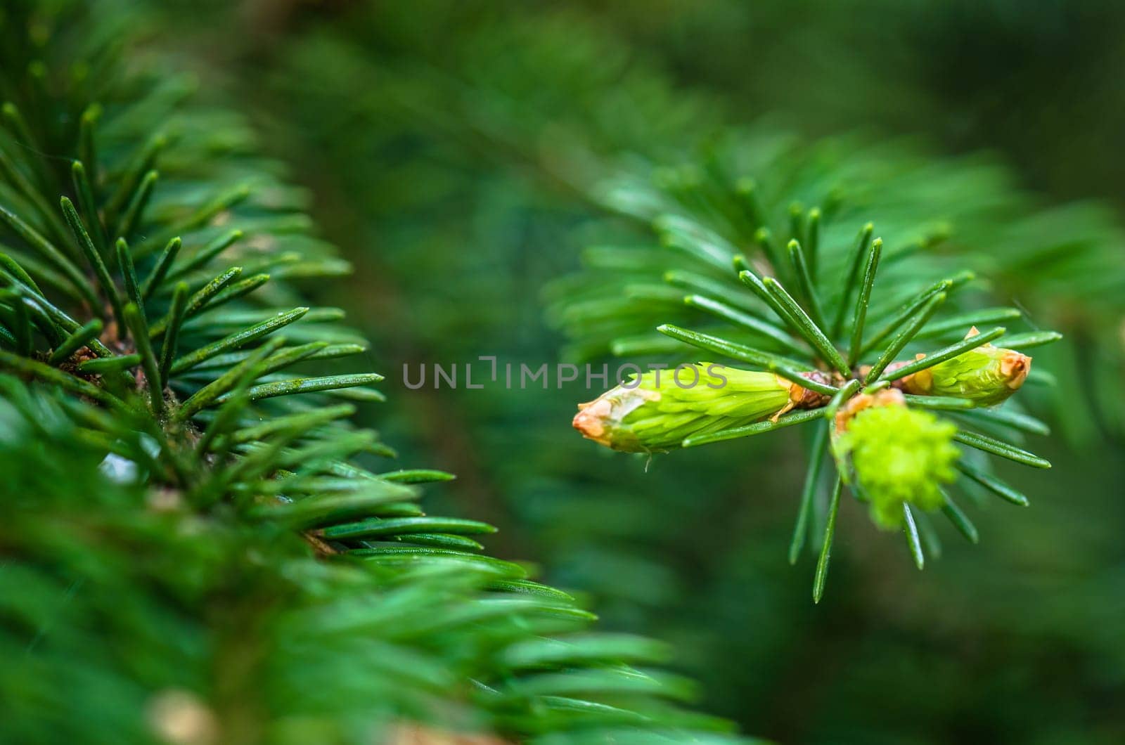 Branch of spruce with sprouts in spring time, close-up