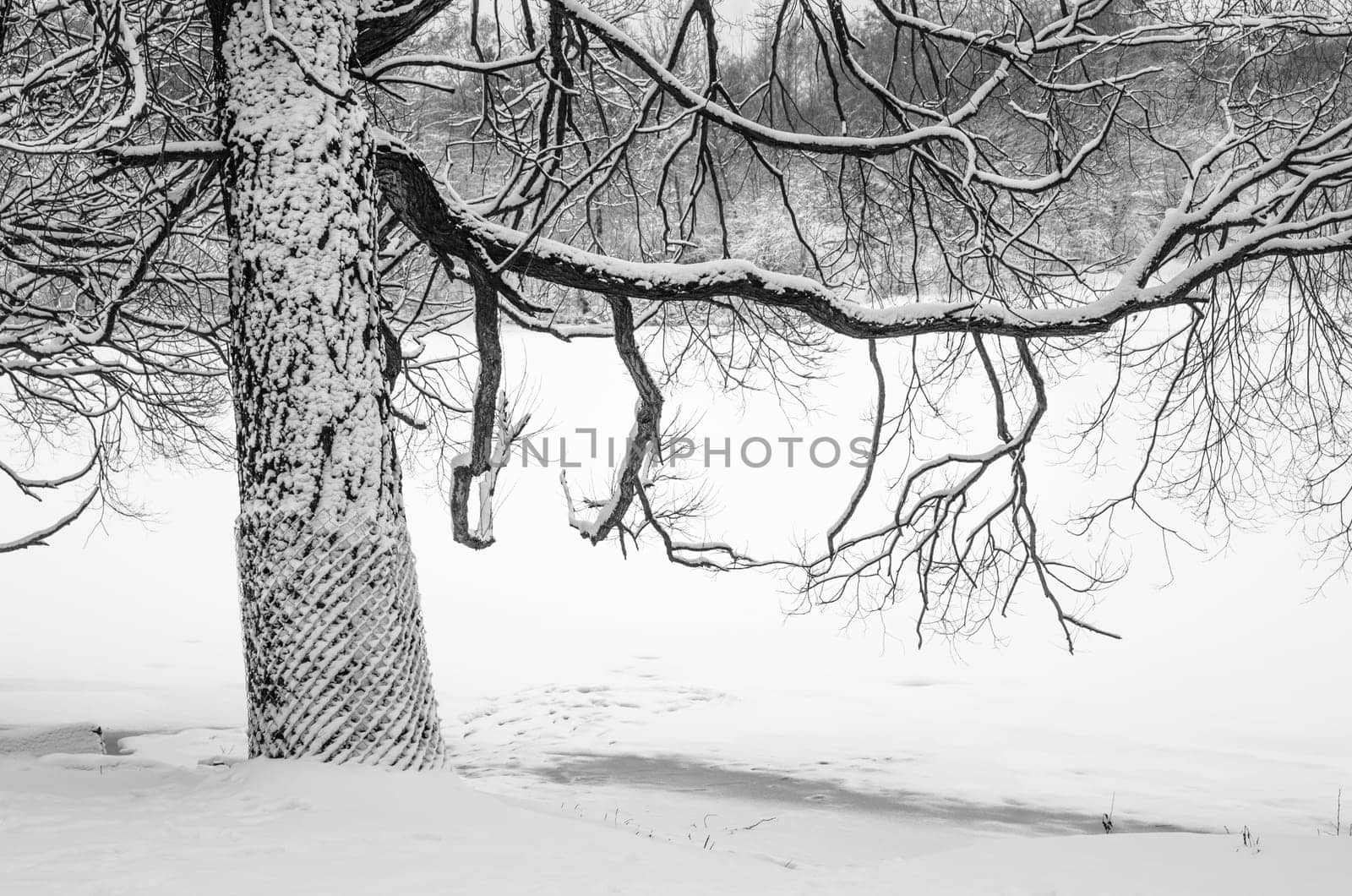 Snow-covered tree by the river, close-up