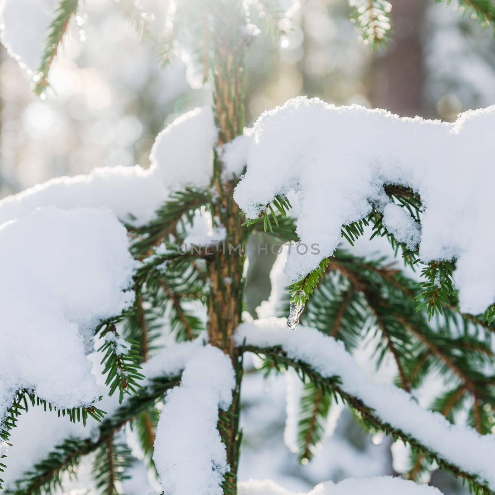 A branch of spruce under the snow backlit by sunlight