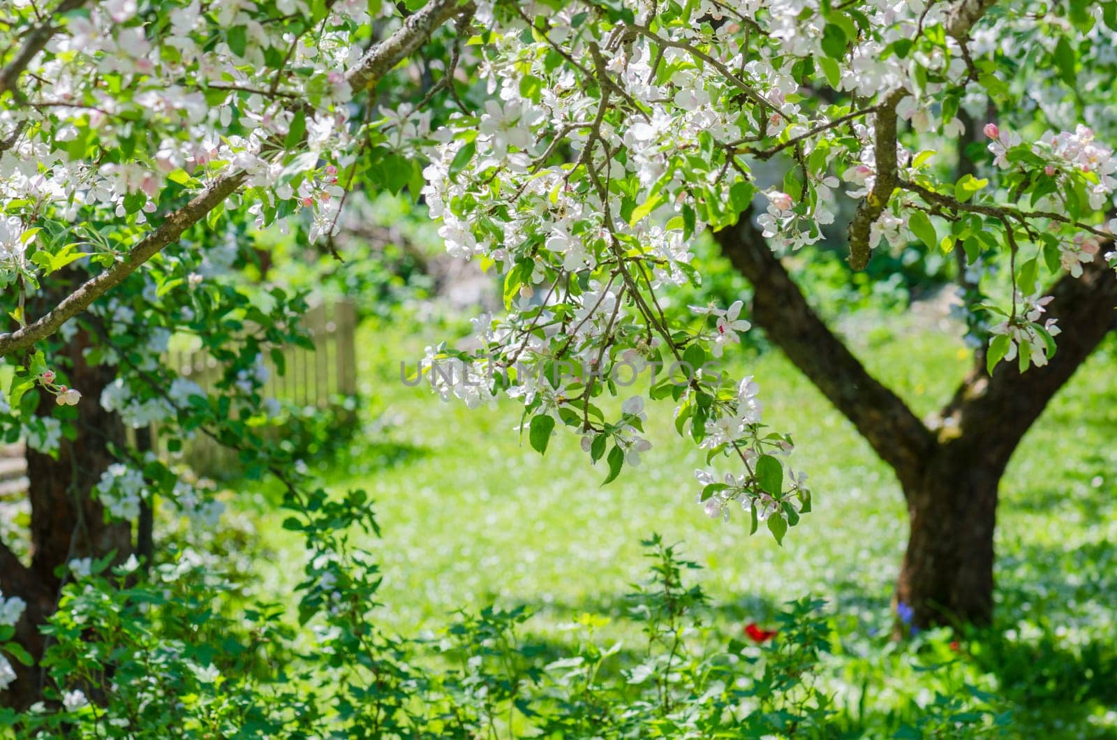 Branch of blossoming apple-tree, close-up