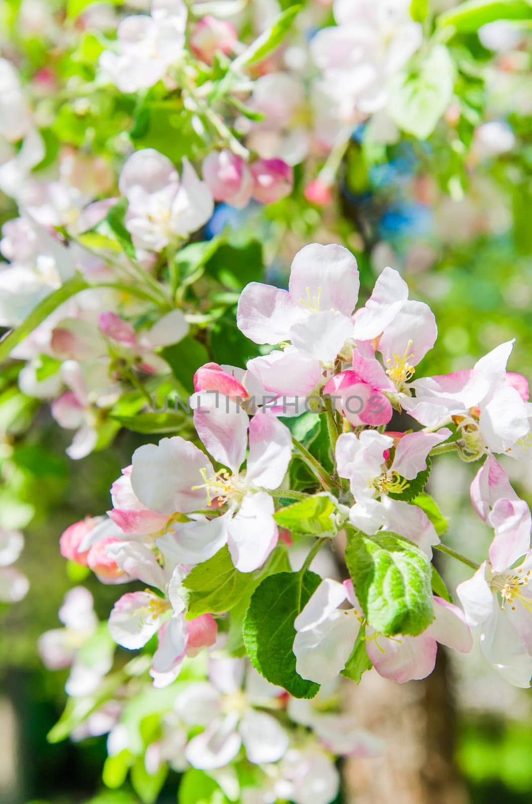 Blooming apple tree close-up