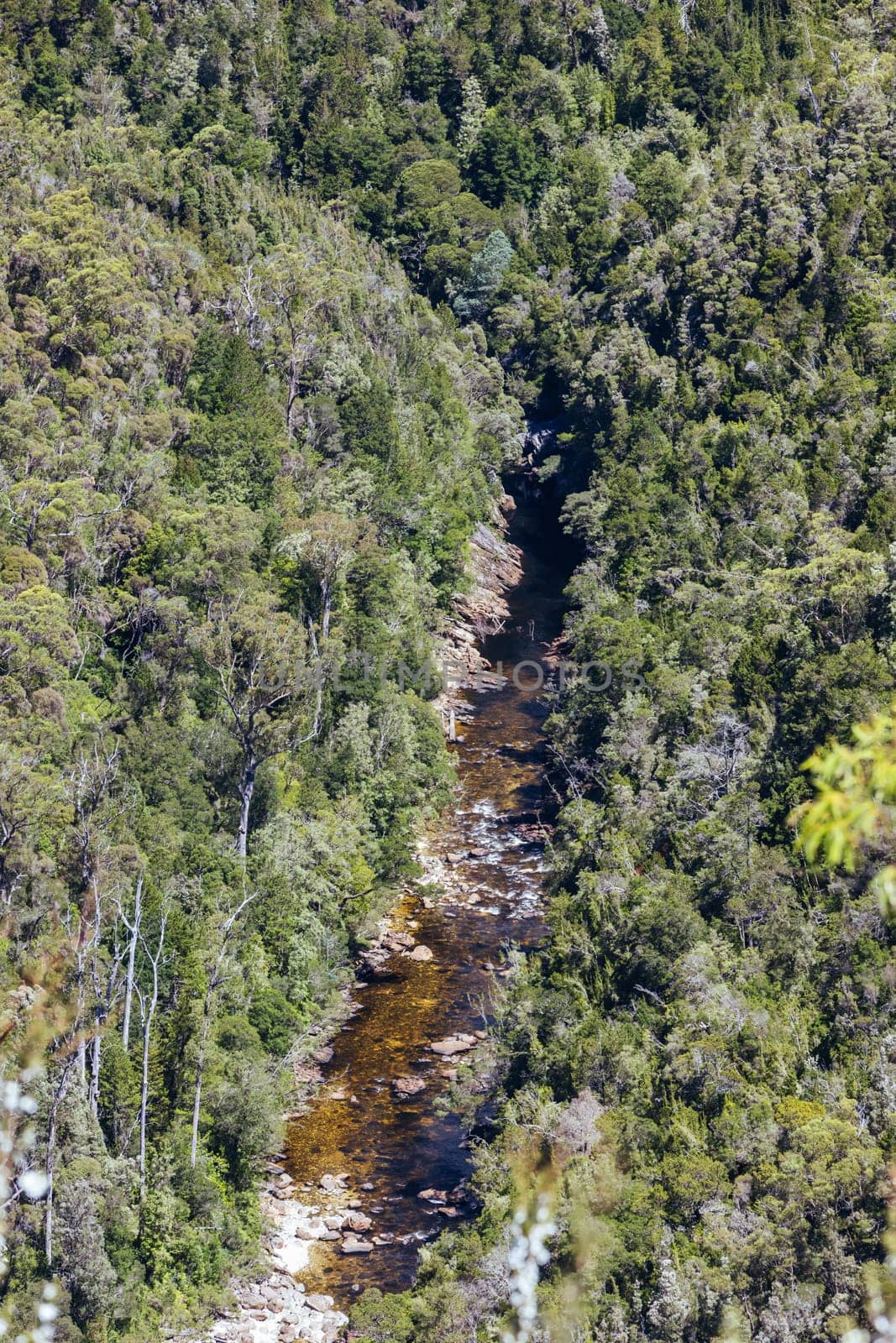 Donaghys Hill walk in Franklin-Gordon Wild Rivers National Park on a hot summer's day in Tasmania, Australia
