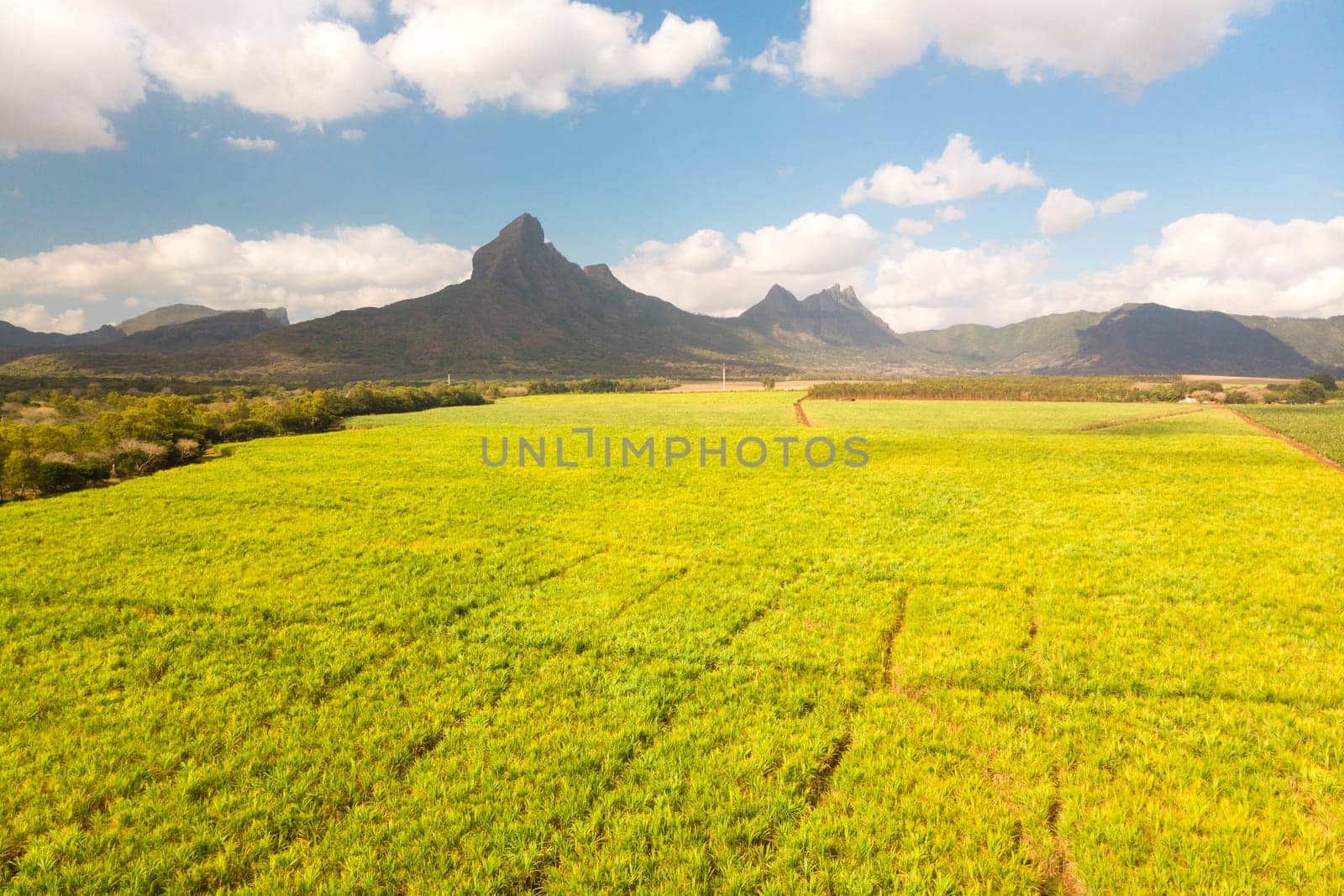 Beautiful bright green landscape of sugarcane fields in front of the black river national park mountains on Mauritius Island. Sugar cane agriculture production.
