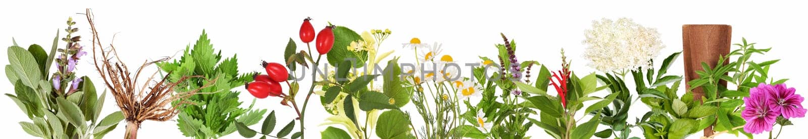 Collection with many different fresh tea plants, isolated.
