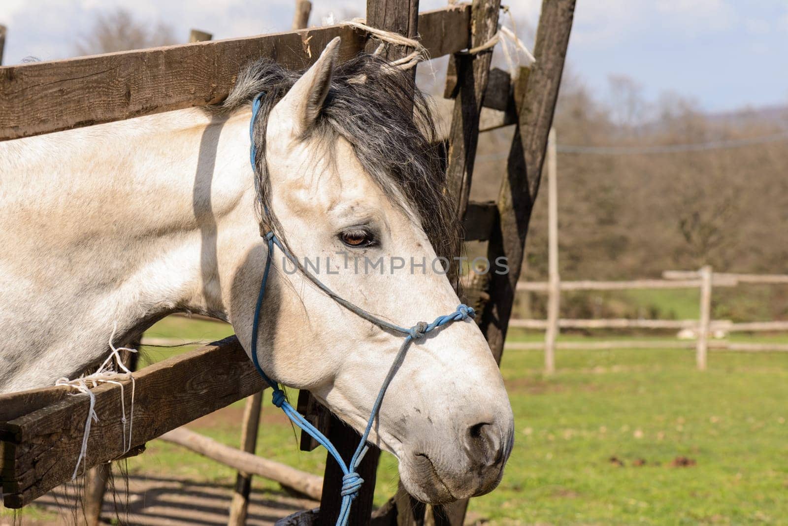 A green rural landsape with a nice horse